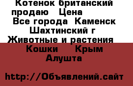 Котенок британский продаю › Цена ­ 3 000 - Все города, Каменск-Шахтинский г. Животные и растения » Кошки   . Крым,Алушта